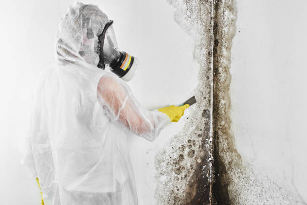 Best Commercial Mold Remediation in Portsmouth, VA