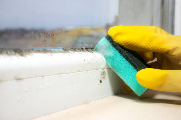 Best Kitchen Mold Remediation in Portsmouth, VA