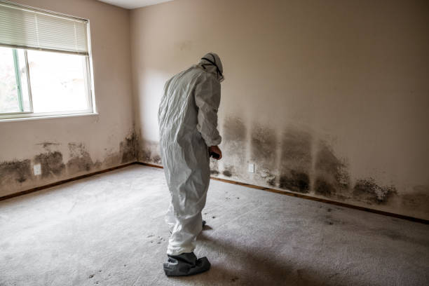 Best Emergency Mold Remediation in Portsmouth, VA