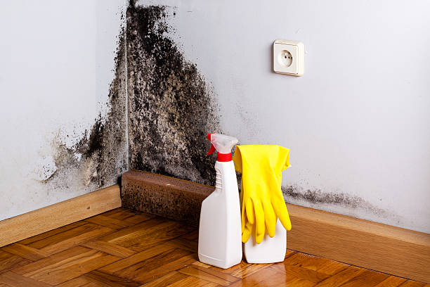 Reliable Portsmouth, VA Mold Remediation Solutions