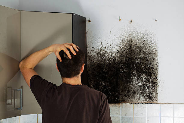 Best Residential Mold Remediation in Portsmouth, VA