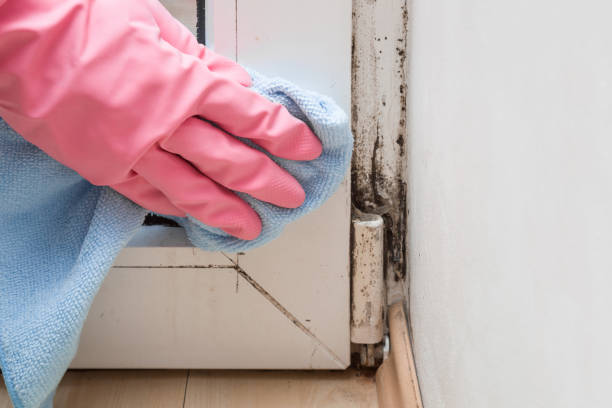 Best Black Mold Remediation in Portsmouth, VA