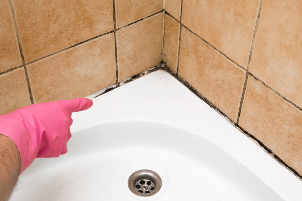 Best Emergency Mold Remediation in Portsmouth, VA